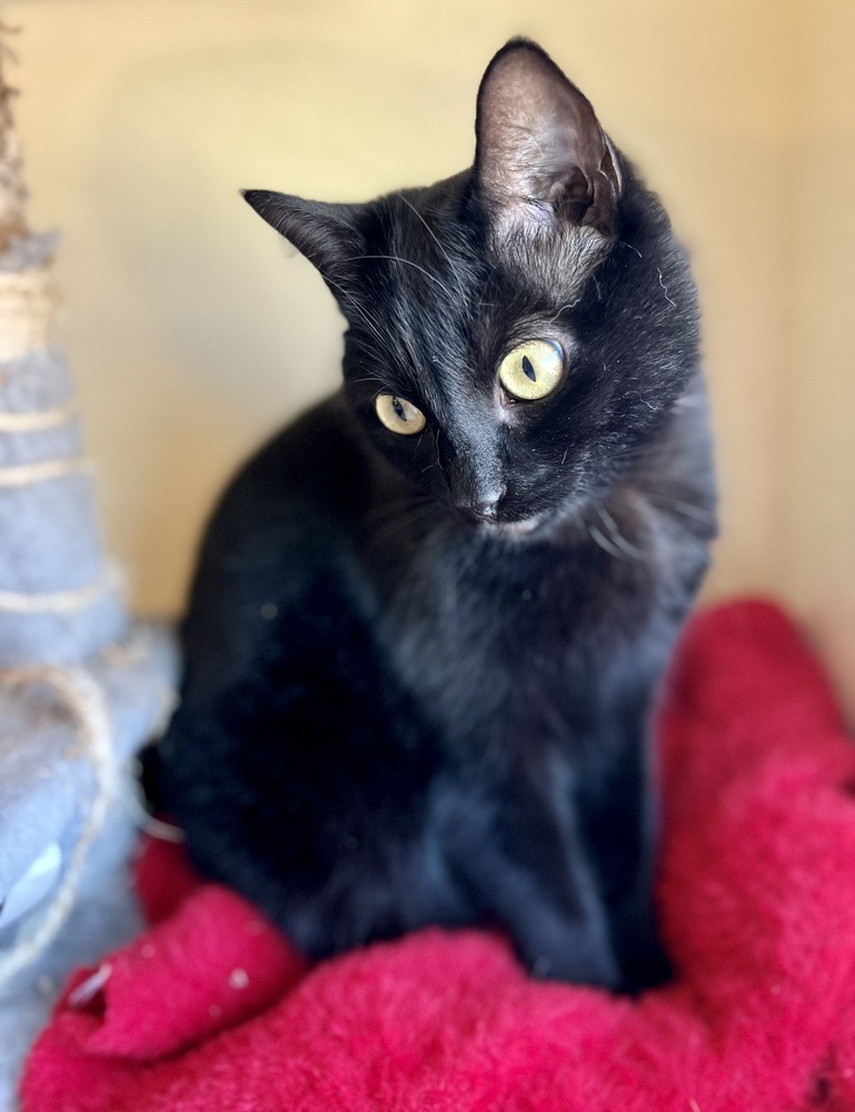 Flower, an adoptable Domestic Short Hair in Denver, CO, 80220 | Photo Image 1