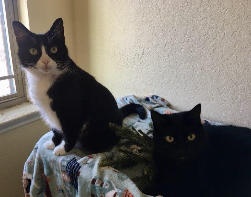 Flower, an adoptable Domestic Short Hair in Denver, CO, 80220 | Photo Image 2