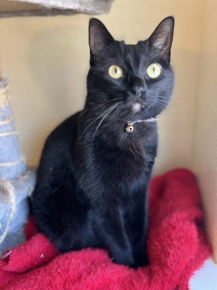 Flower, an adoptable Domestic Short Hair in Denver, CO, 80220 | Photo Image 3