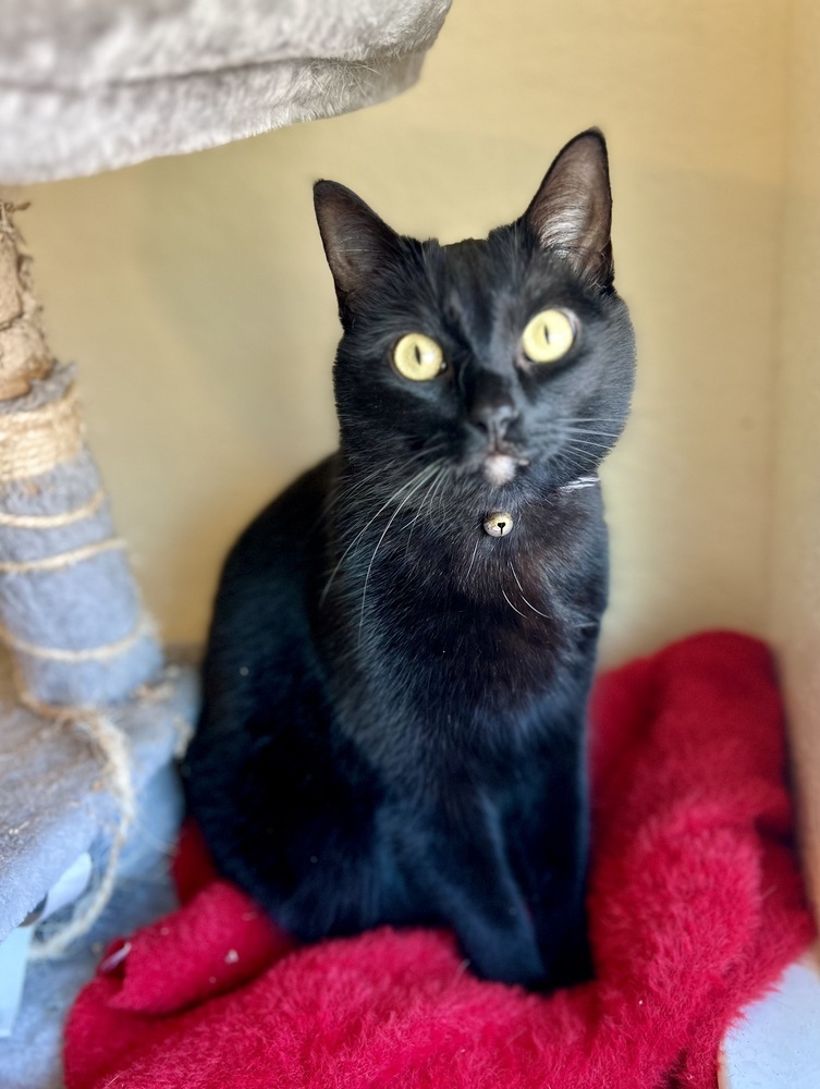 Flower, an adoptable Domestic Short Hair in Denver, CO, 80220 | Photo Image 4