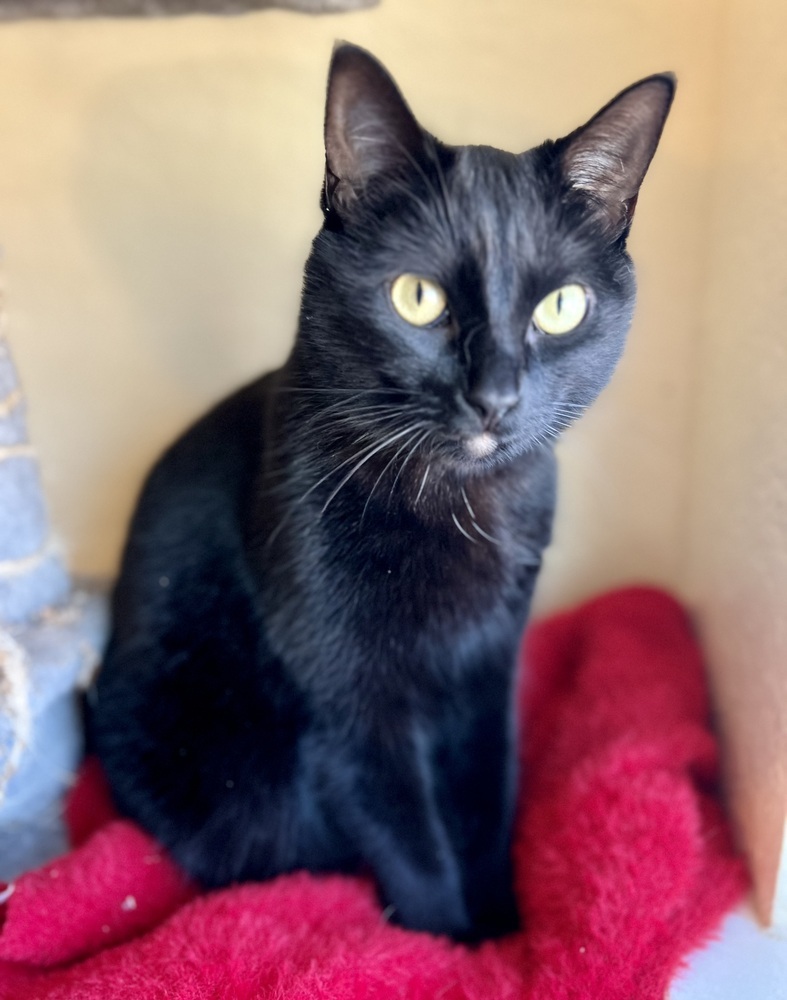 Flower, an adoptable Domestic Short Hair in Denver, CO, 80220 | Photo Image 4