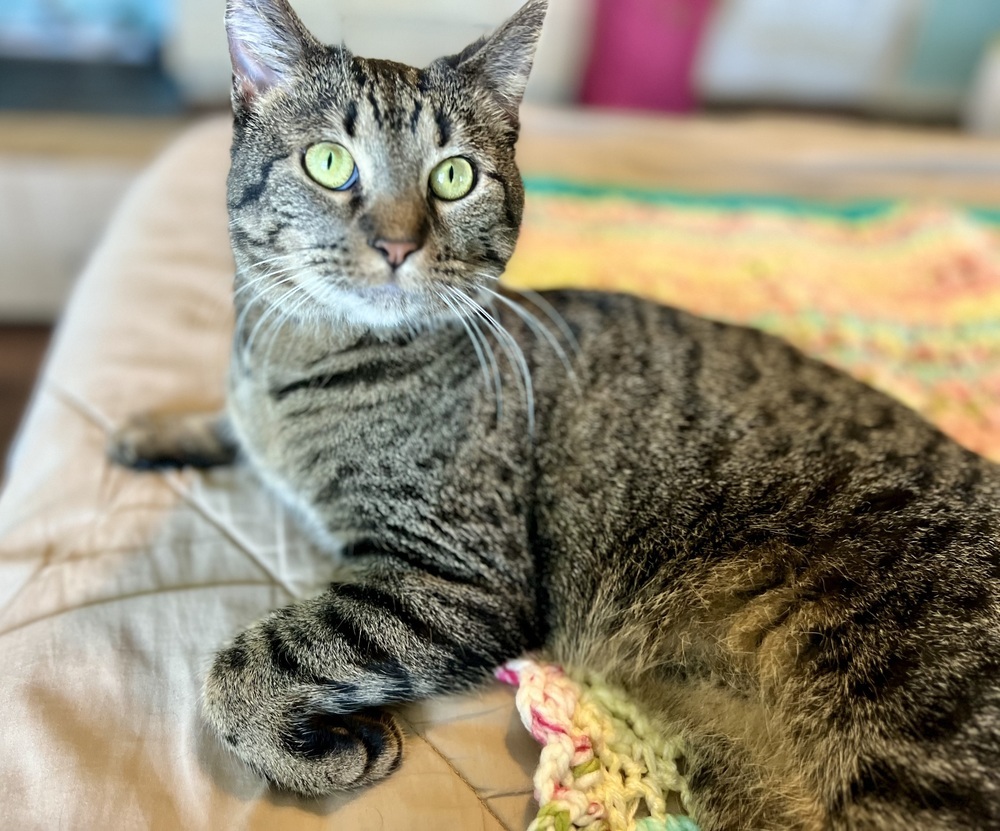 Lala, an adoptable Domestic Short Hair in Denver, CO, 80220 | Photo Image 1