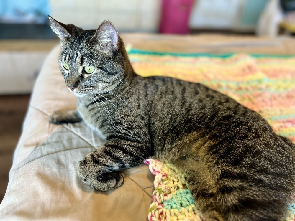 Lala, an adoptable Domestic Short Hair in Denver, CO, 80220 | Photo Image 3