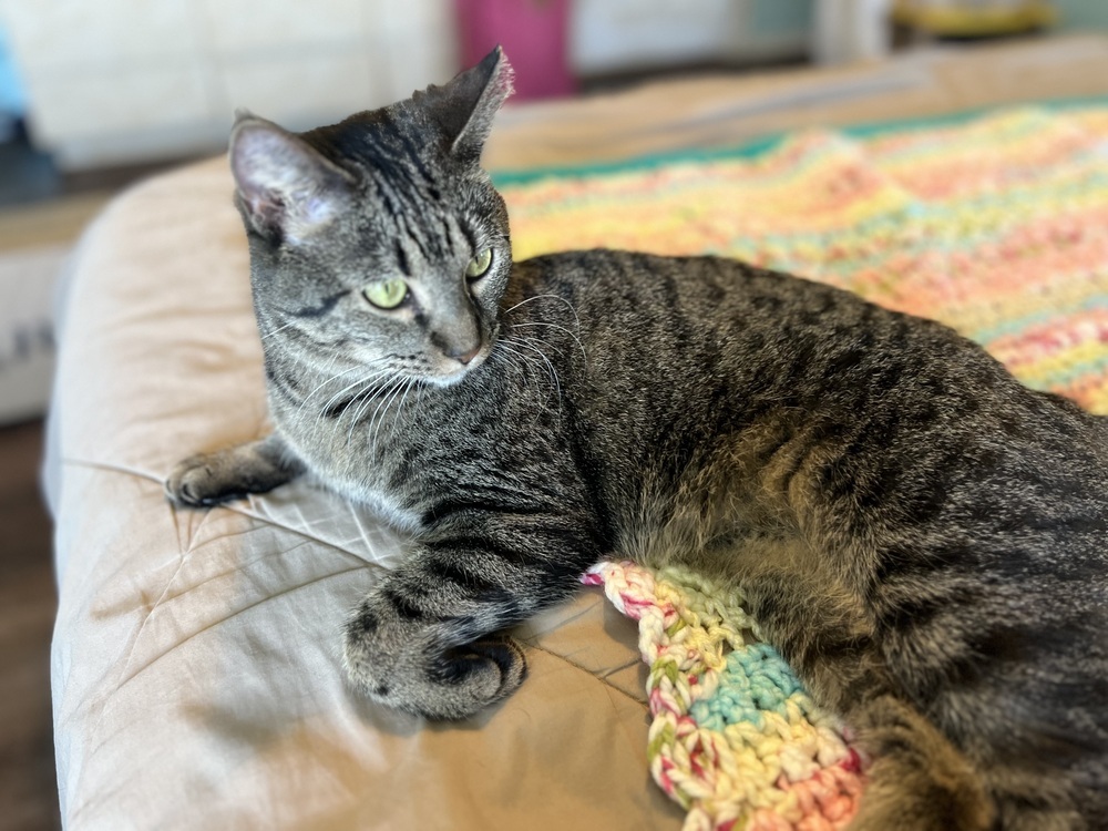 Lala, an adoptable Domestic Short Hair in Denver, CO, 80220 | Photo Image 4