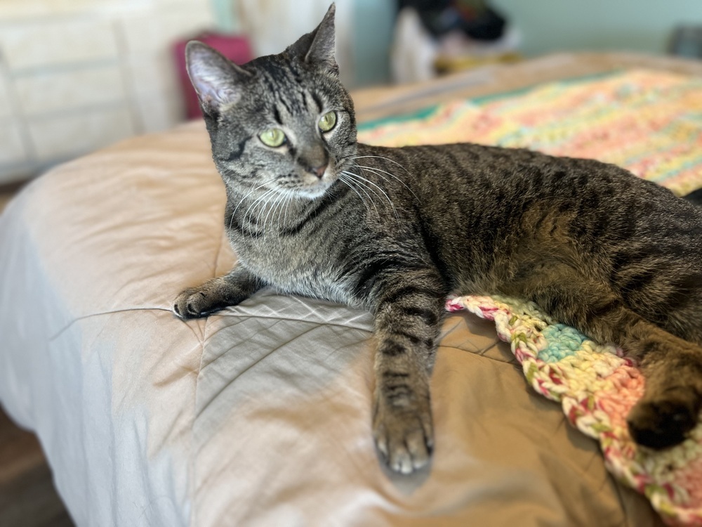 Lala, an adoptable Domestic Short Hair in Denver, CO, 80220 | Photo Image 5