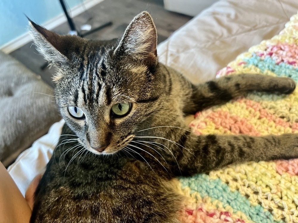 Lala, an adoptable Domestic Short Hair in Denver, CO, 80220 | Photo Image 6