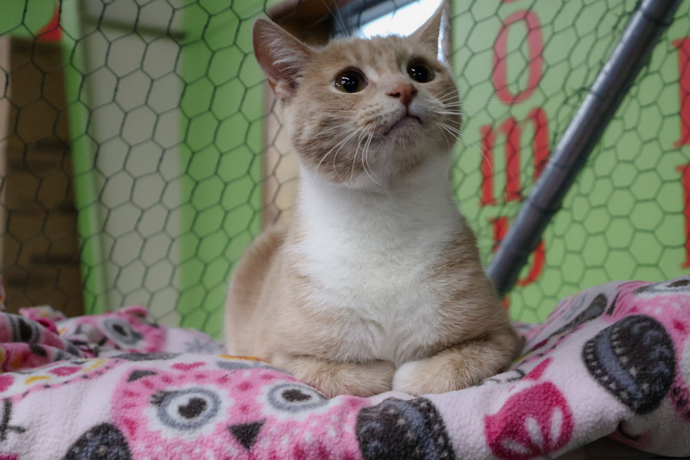Cora