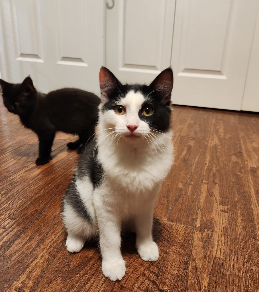 Ettrick, an adoptable Domestic Medium Hair in Palmer, AK, 99645 | Photo Image 1