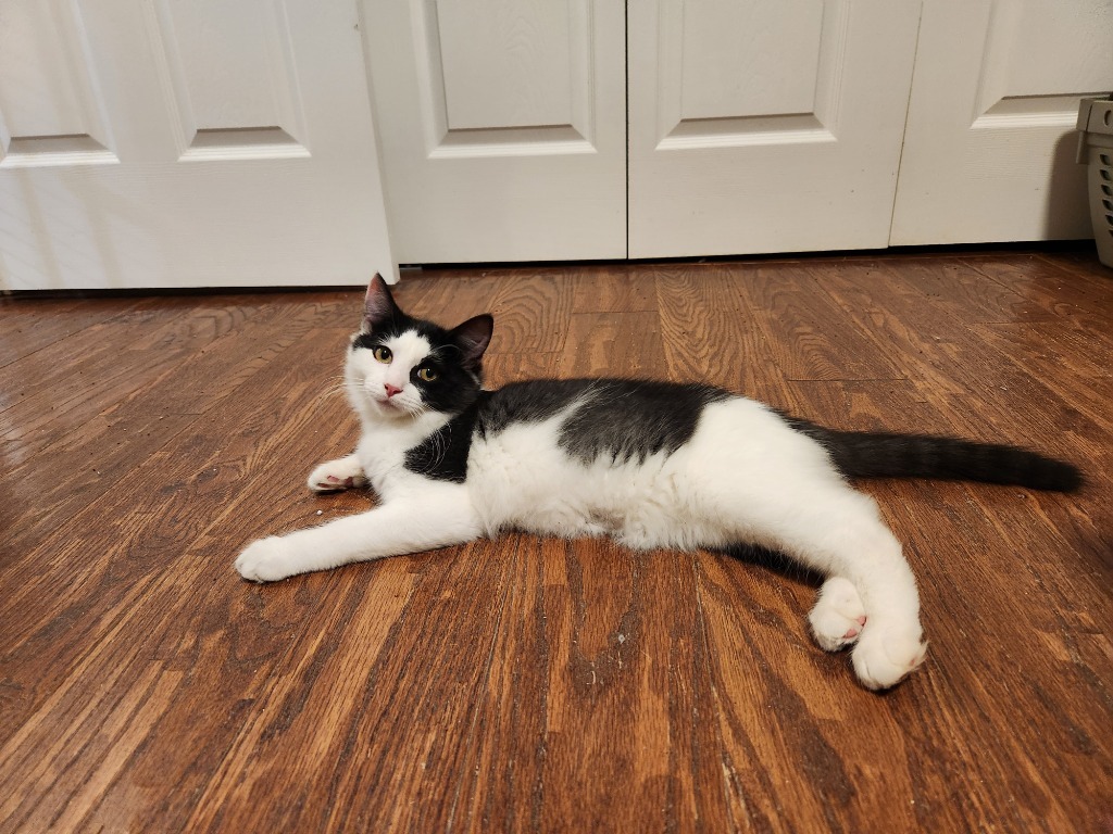 Ettrick, an adoptable Domestic Medium Hair in Palmer, AK, 99645 | Photo Image 2