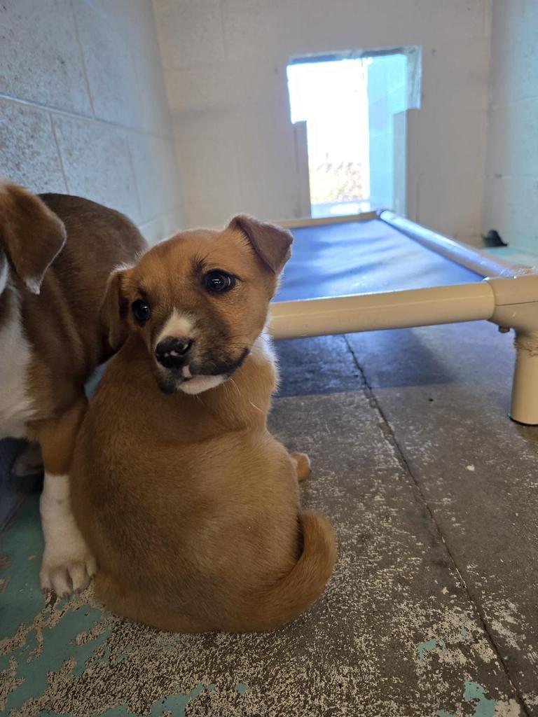 Butterball, an adoptable Mixed Breed in Holbrook, AZ, 86025 | Photo Image 1