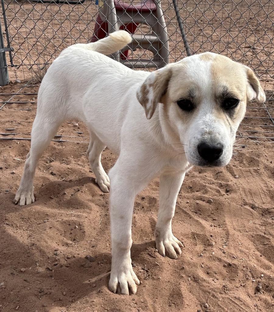 Bailey, an adoptable Labrador Retriever, Mixed Breed in Holbrook, AZ, 86025 | Photo Image 1