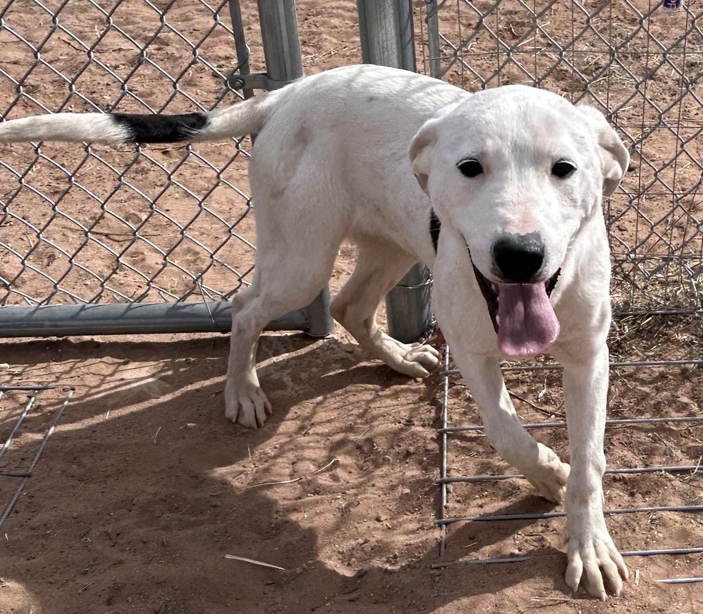 Trina, an adoptable Labrador Retriever, Mixed Breed in Holbrook, AZ, 86025 | Photo Image 1