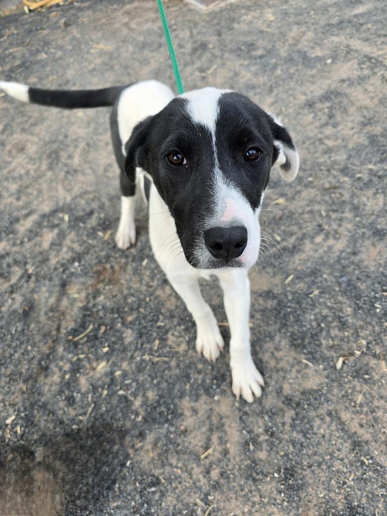 Parker, an adoptable Labrador Retriever, Mixed Breed in Holbrook, AZ, 86025 | Photo Image 1