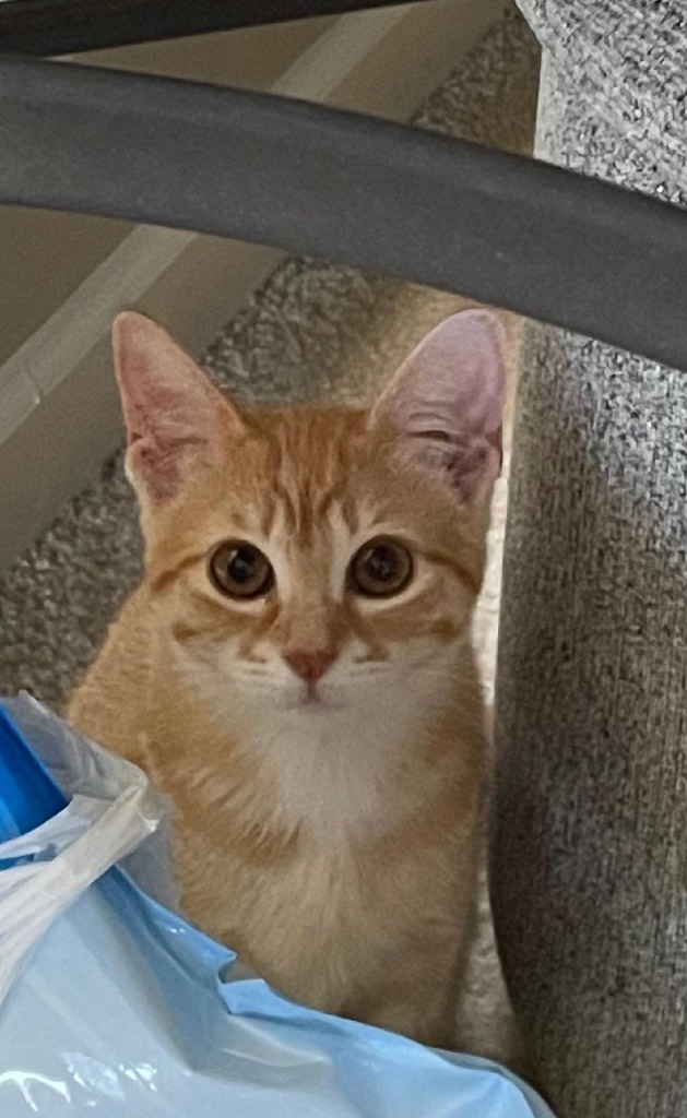 Luna, an adoptable Domestic Short Hair in Hoover , AL, 35226 | Photo Image 1