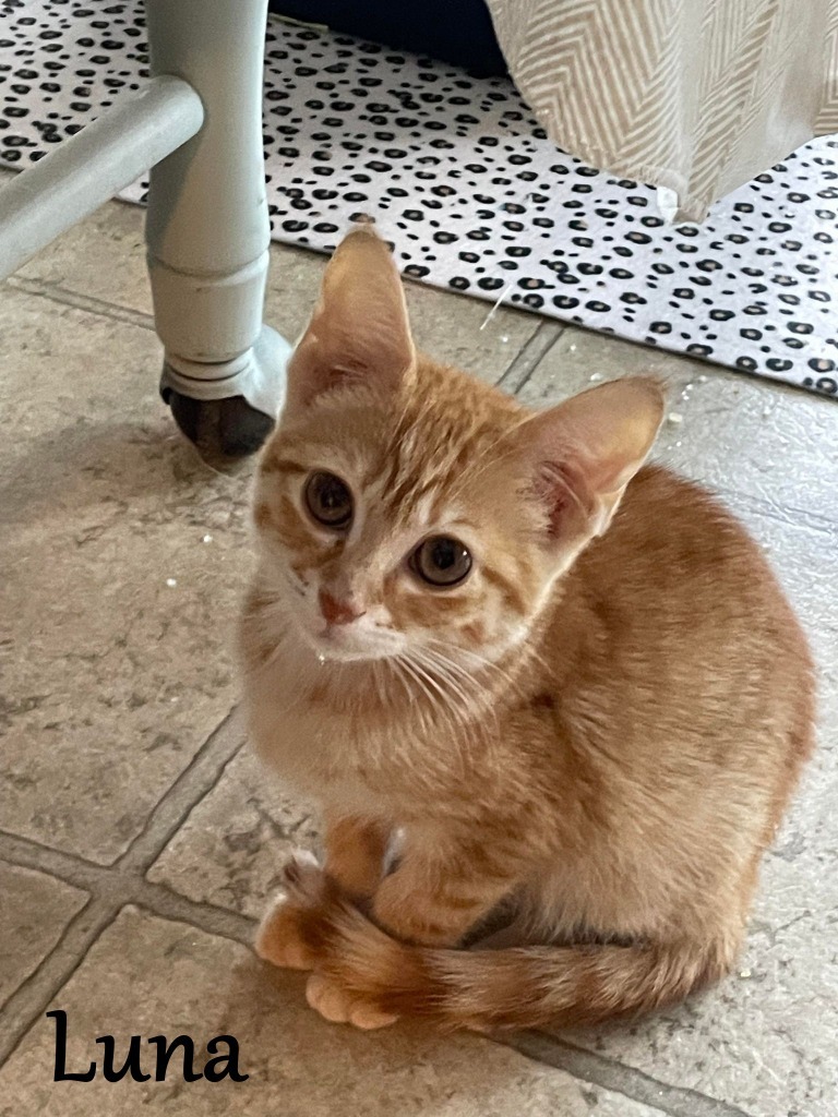 Luna, an adoptable Domestic Short Hair in Hoover , AL, 35226 | Photo Image 2