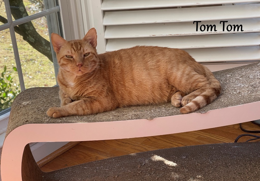 Tom Tom, an adoptable Domestic Short Hair in Hoover , AL, 35226 | Photo Image 1
