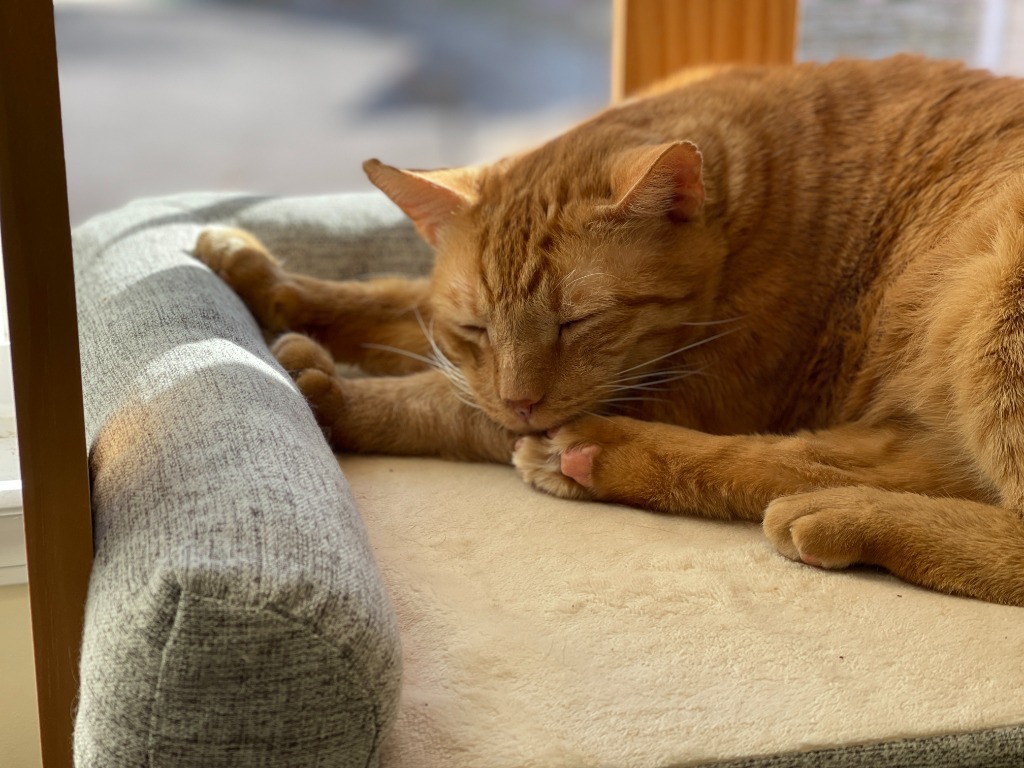 Tom Tom, an adoptable Domestic Short Hair in Hoover , AL, 35226 | Photo Image 3