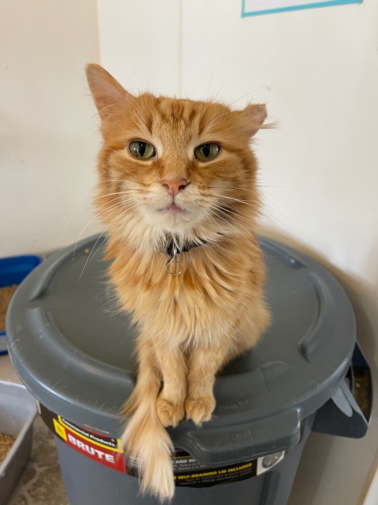 Pumpkin (2024)