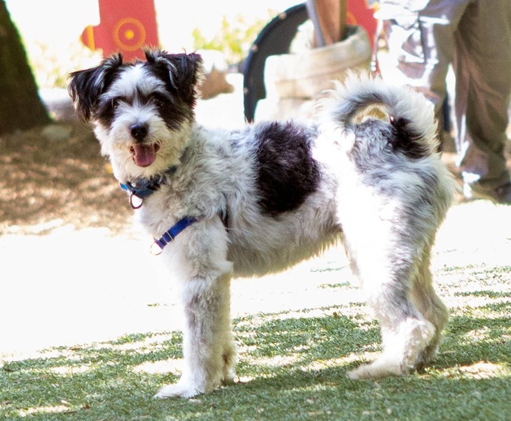 Boba, an adoptable Mixed Breed in Sultan, WA, 98294 | Photo Image 1