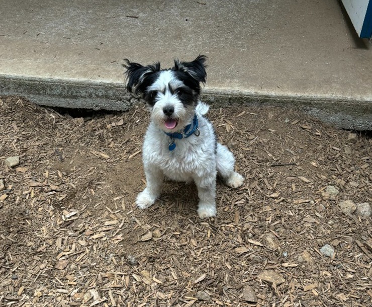 Boba, an adoptable Mixed Breed in Sultan, WA, 98294 | Photo Image 2