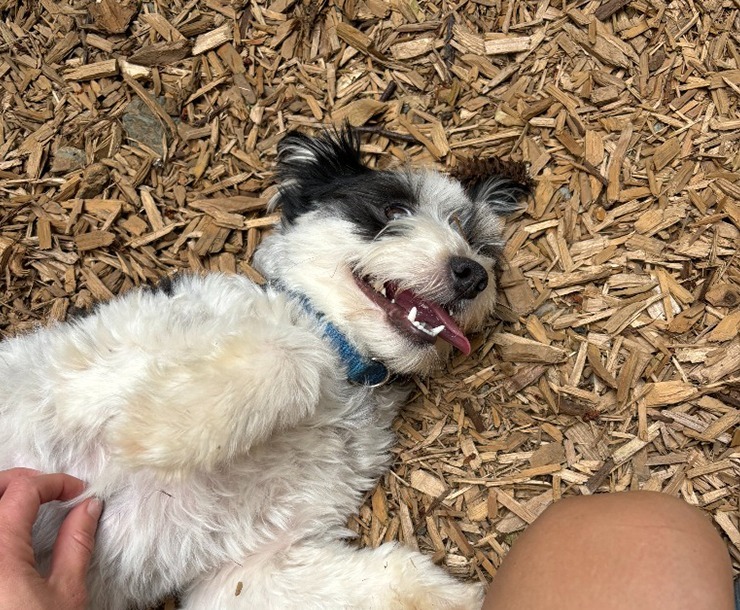 Boba, an adoptable Mixed Breed in Sultan, WA, 98294 | Photo Image 3