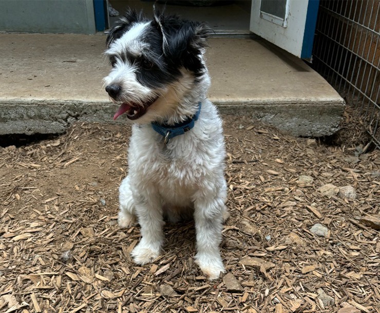 Boba, an adoptable Mixed Breed in Sultan, WA, 98294 | Photo Image 4
