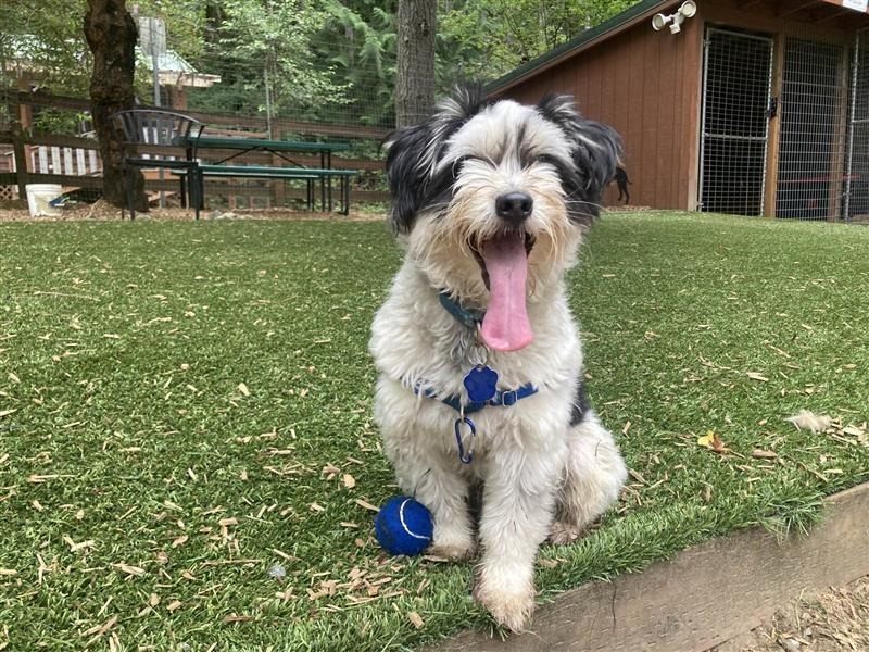 Boba, an adoptable Mixed Breed in Sultan, WA, 98294 | Photo Image 6