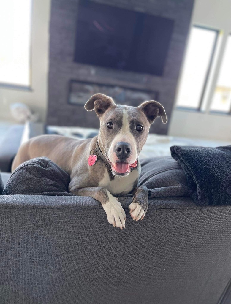 Lucy, an adoptable Terrier, Mixed Breed in Urbandale, IA, 50322 | Photo Image 1