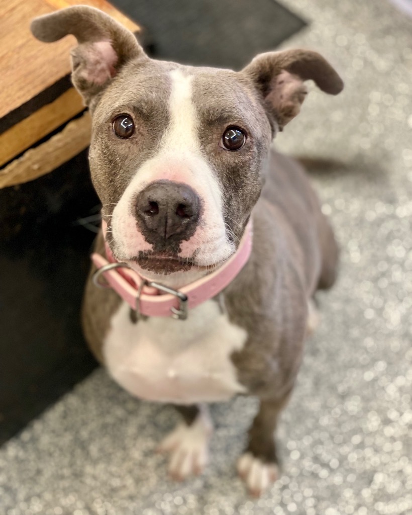 Lucy, an adoptable Terrier, Mixed Breed in Urbandale, IA, 50322 | Photo Image 3