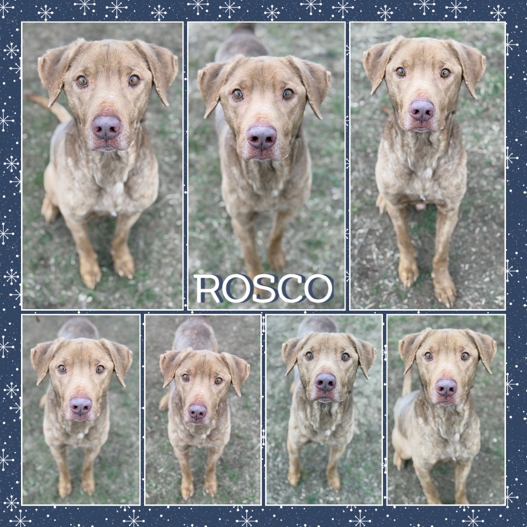Roscoe
