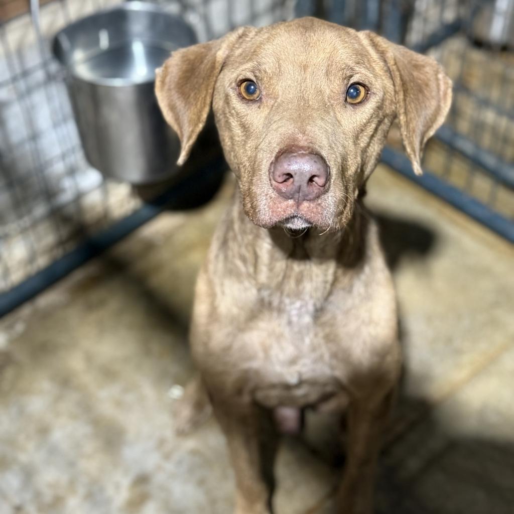 Roscoe