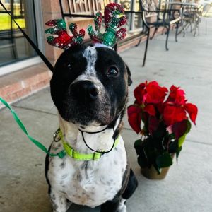 Mason, Adult Male Cattle Dog