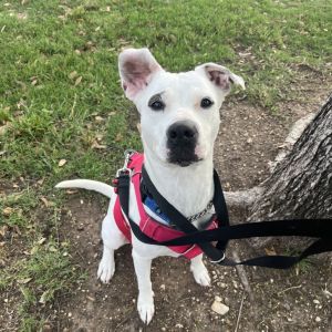 Minti, Adult Female Pointer