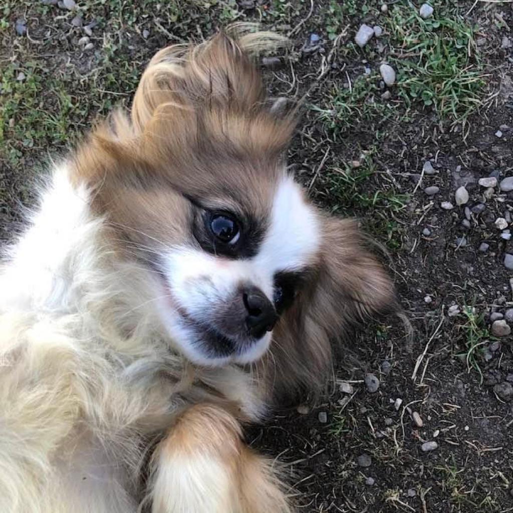 Juju, an adoptable Chihuahua, Pekingese in Quakertown, PA, 18951 | Photo Image 2