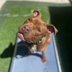 Pig, Adult Male Boxer