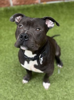 Zorro, Adult Male Mixed Breed
