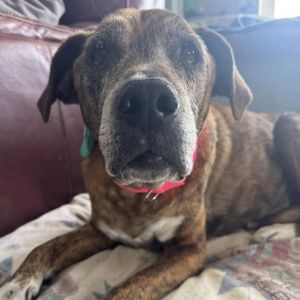 Myrtle, Senior Female unknown
