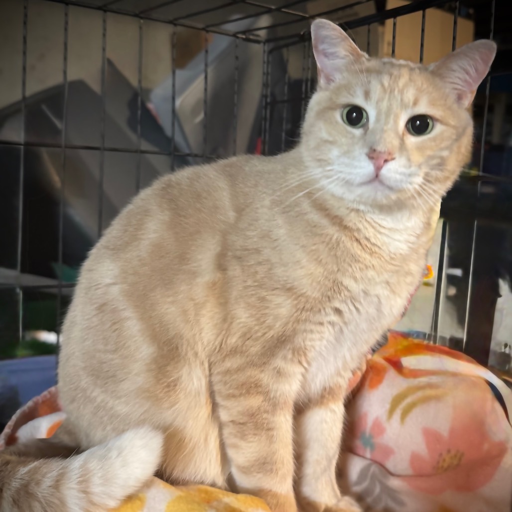 General, an adoptable Domestic Short Hair in Spring Hill, KS, 66083 | Photo Image 1