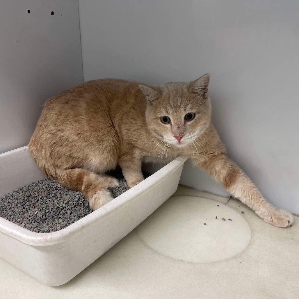 General, an adoptable Domestic Short Hair in Spring Hill, KS, 66083 | Photo Image 2