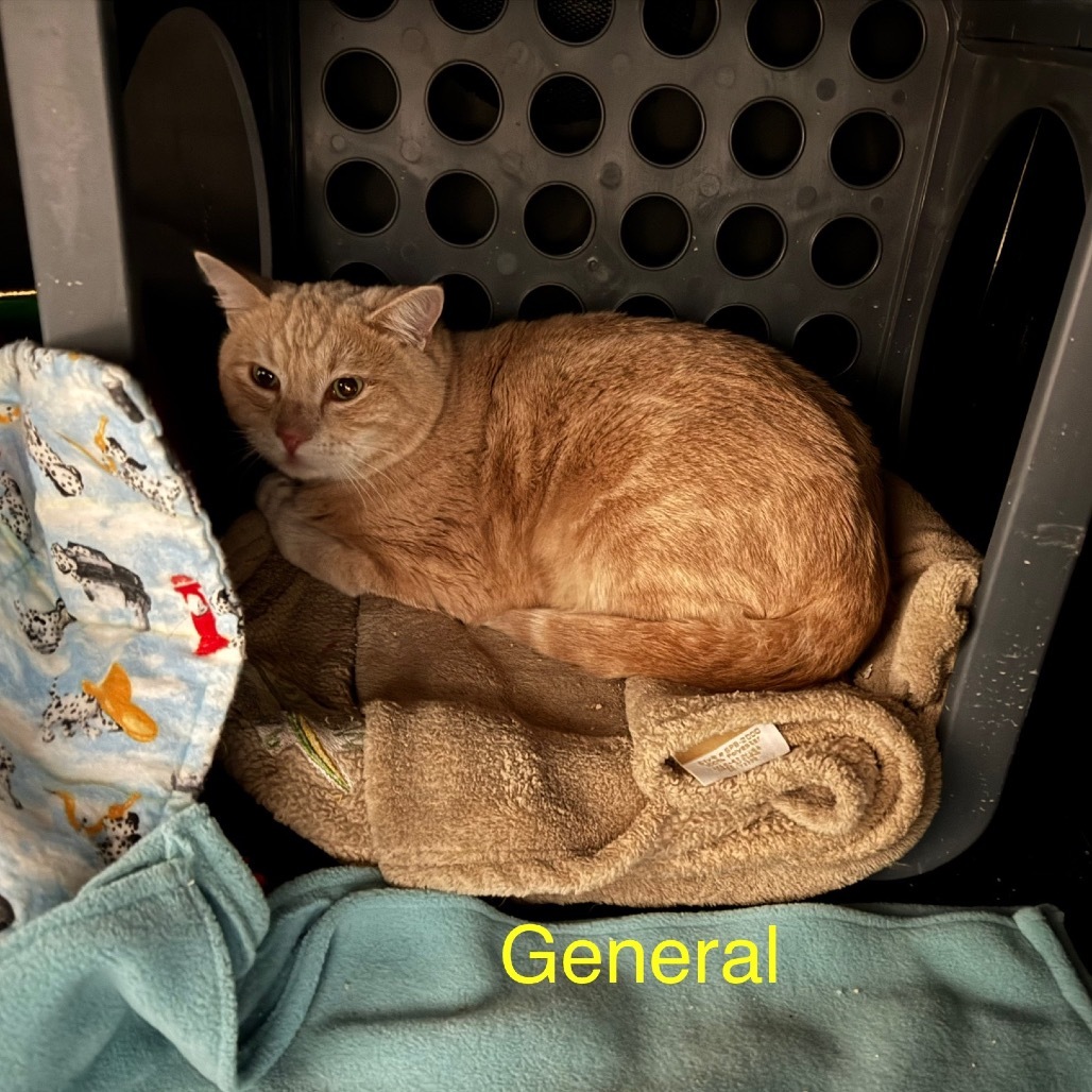 General, an adoptable Domestic Short Hair in Spring Hill, KS, 66083 | Photo Image 3