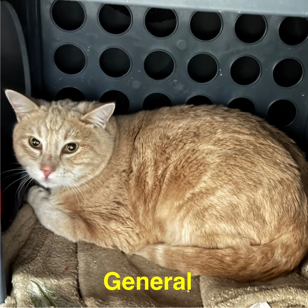 General, an adoptable Domestic Short Hair in Spring Hill, KS, 66083 | Photo Image 4
