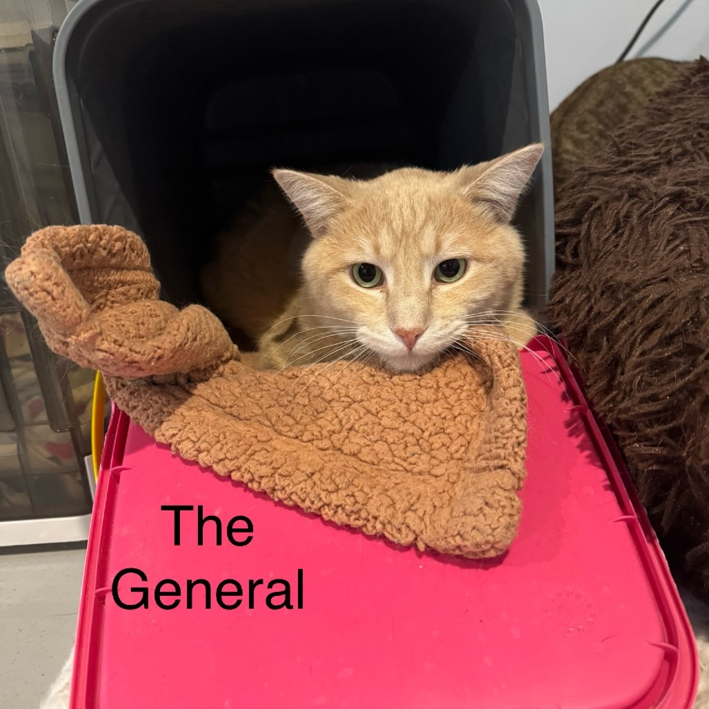 General, an adoptable Domestic Short Hair in Spring Hill, KS, 66083 | Photo Image 5