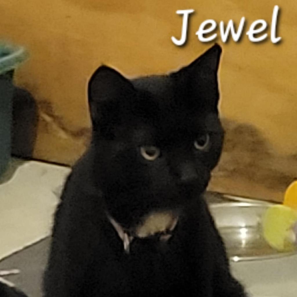 Jewel