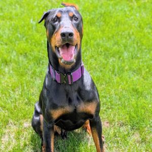 7835 Spencer, Adult Male Doberman Pinscher