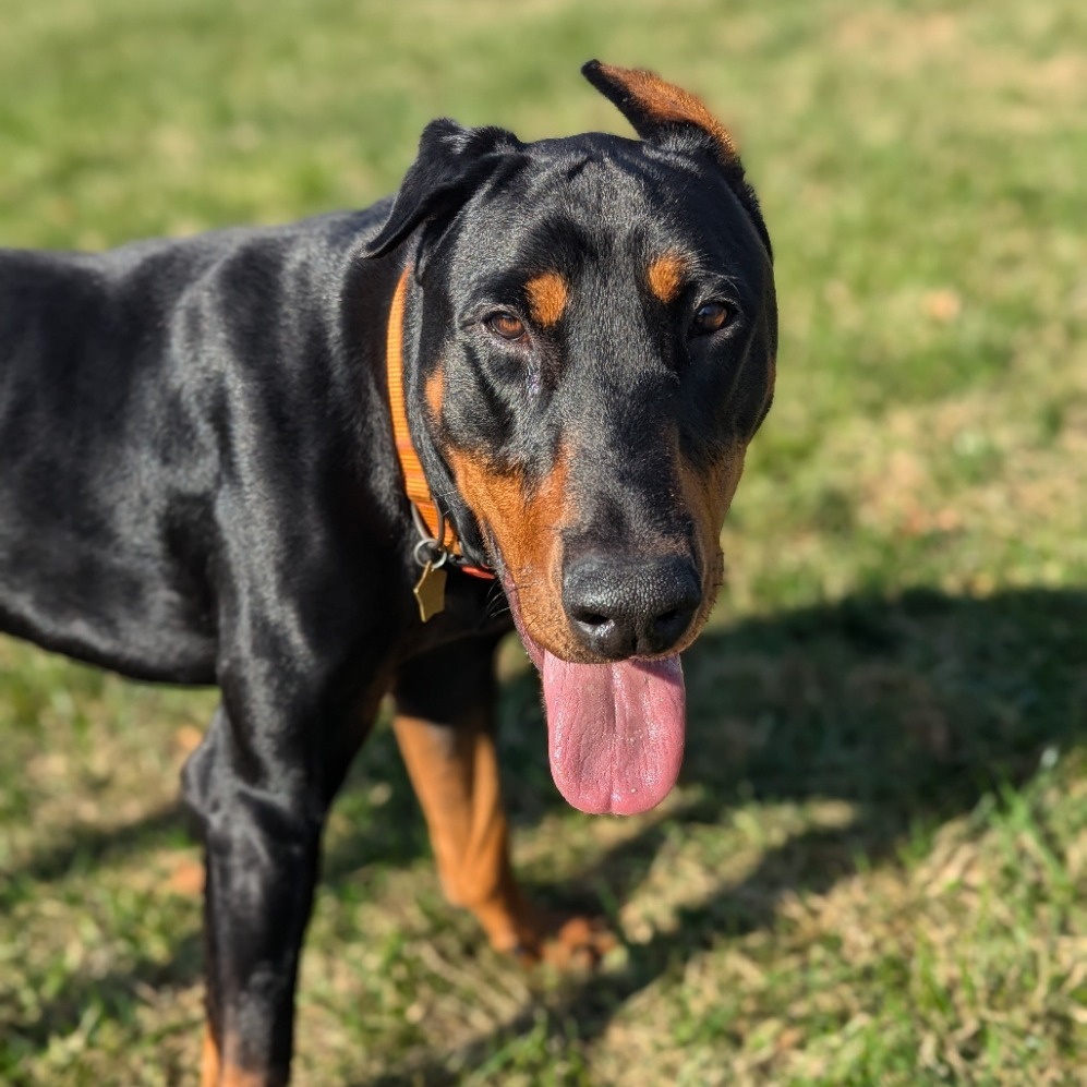 7835 Spencer, an adoptable Doberman Pinscher in Sandown, NH, 03873 | Photo Image 2