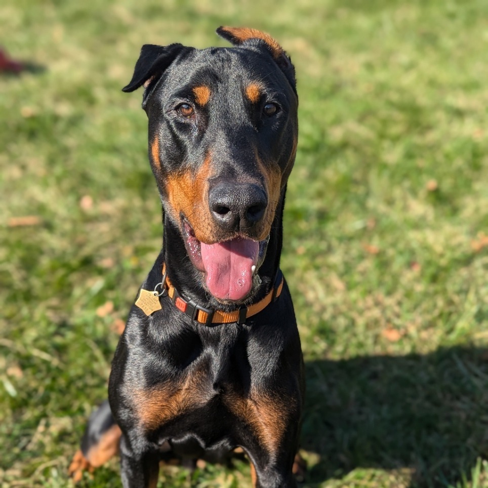 7835 Spencer, an adoptable Doberman Pinscher in Sandown, NH, 03873 | Photo Image 4