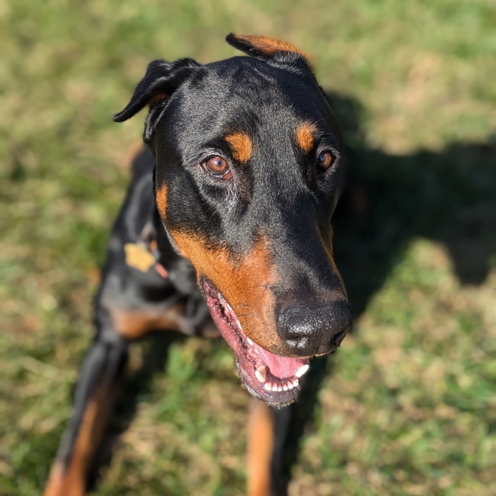 7835 Spencer, an adoptable Doberman Pinscher in Sandown, NH, 03873 | Photo Image 5