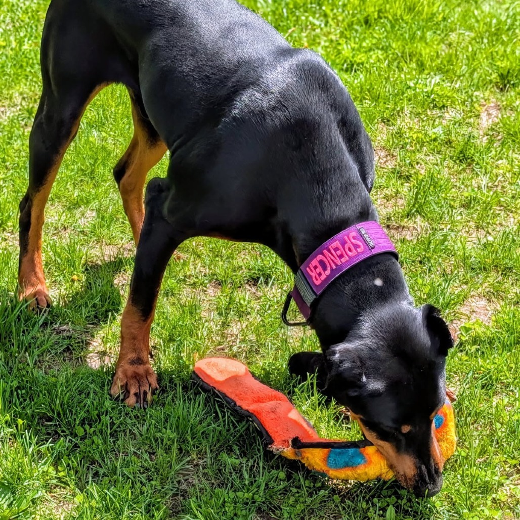 7835 Spencer, an adoptable Doberman Pinscher in Sandown, NH, 03873 | Photo Image 6