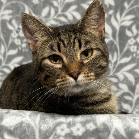 Whiskers photo