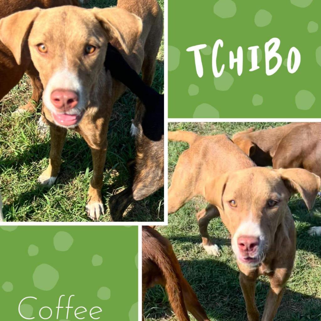 Tchibo Photo